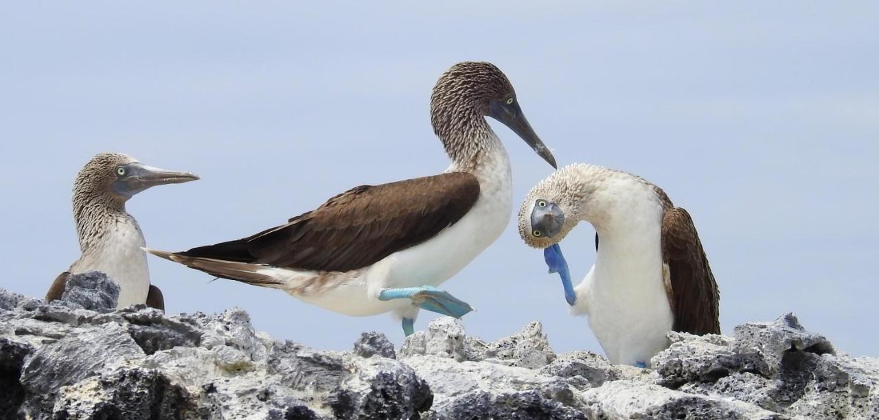 Couette-café Cormorant House Puerto Villamil