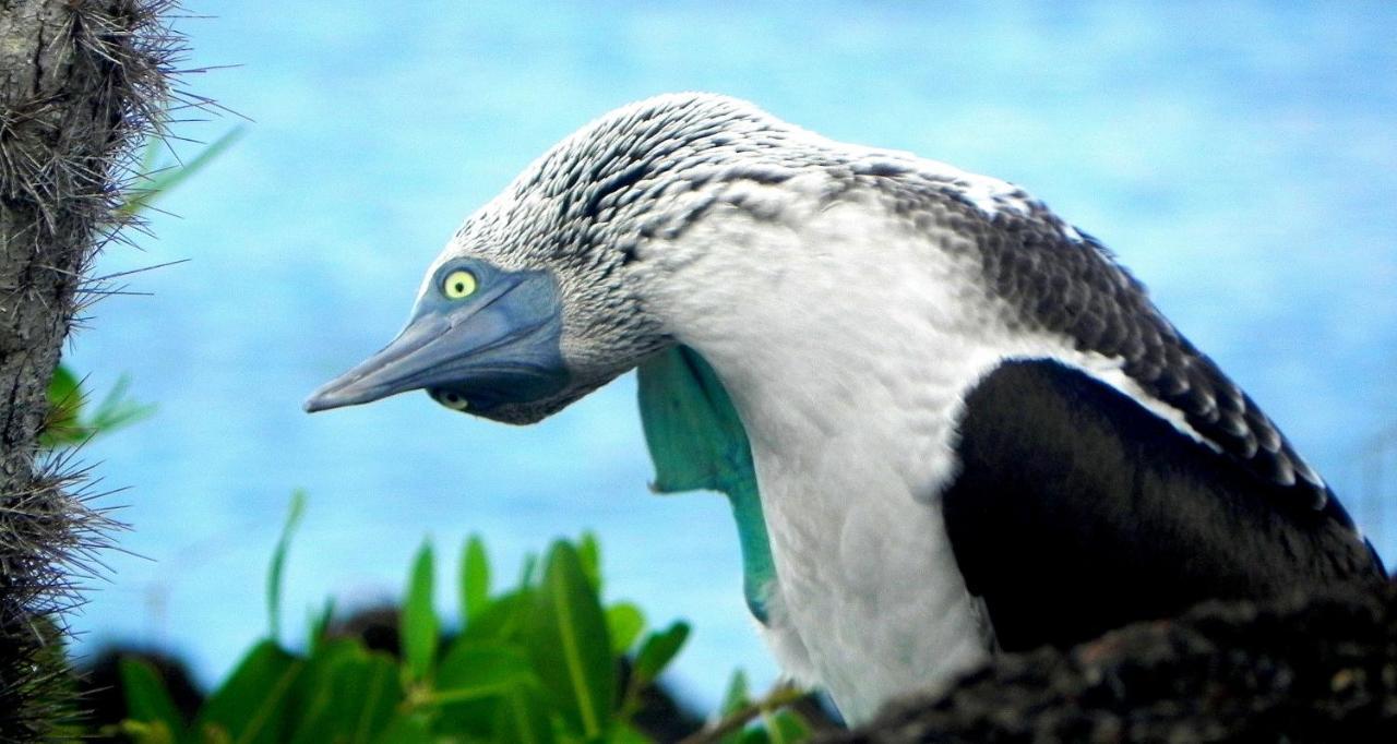 Cormorant House Couette-café 2*